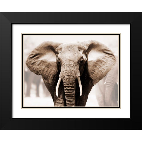 African Elephant Black Modern Wood Framed Art Print with Double Matting by Anonymous