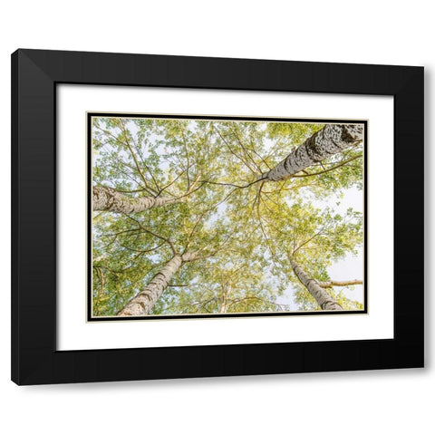 Birch woods in spring Black Modern Wood Framed Art Print with Double Matting by Pangea Images