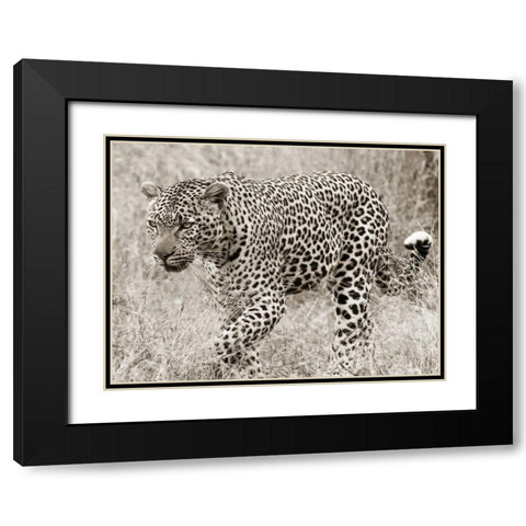 Leopard hunting Black Modern Wood Framed Art Print with Double Matting by Anonymous