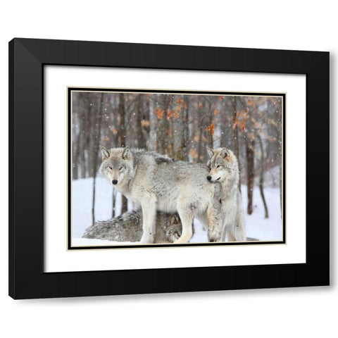 Three grey wolves huddle together during a Quebec snowstorm Black Modern Wood Framed Art Print with Double Matting by Anonymous