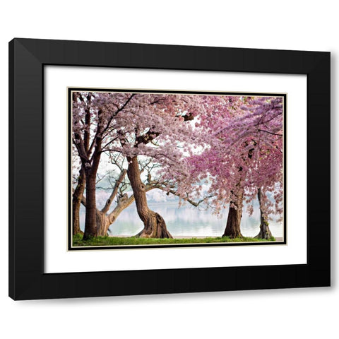 A row of cherry trees bloom at sunrise on the edge of the tidal basin. Washington- USA Black Modern Wood Framed Art Print with Double Matting by Anonymous