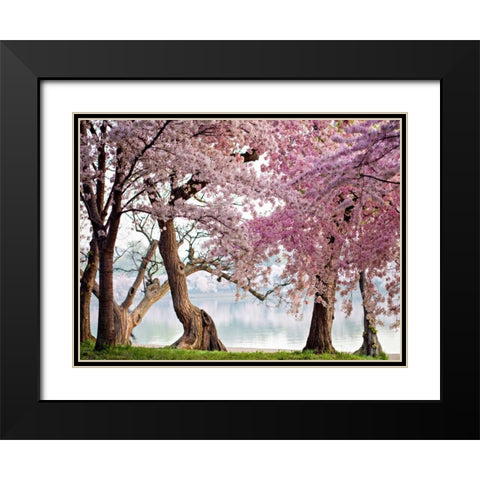 A row of cherry trees bloom at sunrise on the edge of the tidal basin. Washington- USA Black Modern Wood Framed Art Print with Double Matting by Anonymous