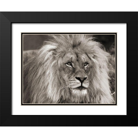 King of Africa Black Modern Wood Framed Art Print with Double Matting by Pangea Images