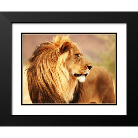 Male lion, Namibia Black Modern Wood Framed Art Print with Double Matting by Anonymous