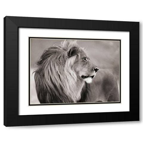 Male lion, Namibia (BW) Black Modern Wood Framed Art Print with Double Matting by Anonymous