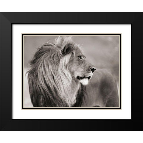 Male lion, Namibia (BW) Black Modern Wood Framed Art Print with Double Matting by Anonymous