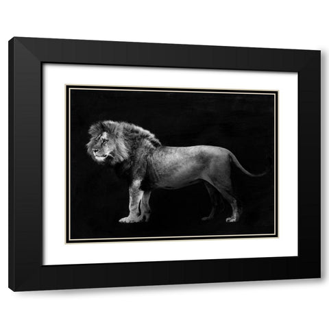 Panthera Leo Black Modern Wood Framed Art Print with Double Matting by Julian, Lauren