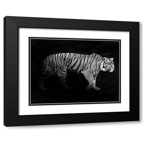 Panthera Tigris Black Modern Wood Framed Art Print with Double Matting by Julian, Lauren