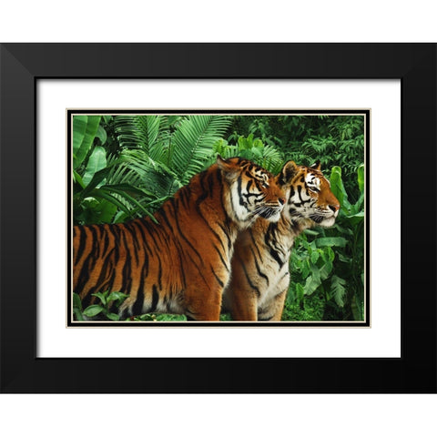 Two Bengal Tigers Black Modern Wood Framed Art Print with Double Matting by Pangea Images