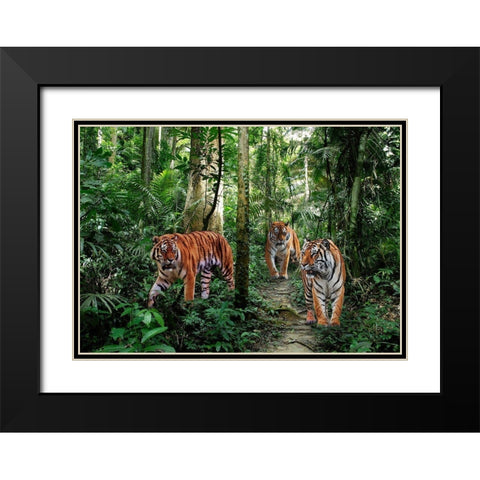 Bengal Tigers Black Modern Wood Framed Art Print with Double Matting by Pangea Images