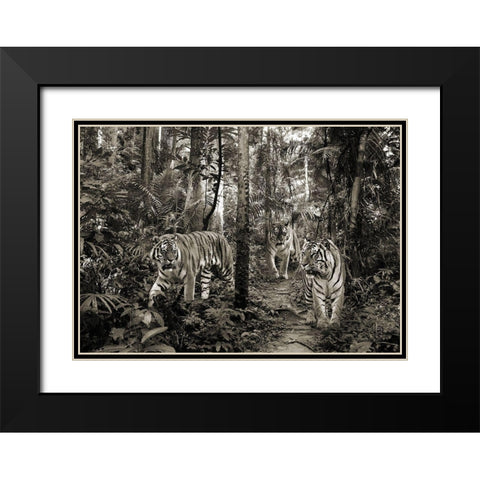 Bengal Tigers (BW) Black Modern Wood Framed Art Print with Double Matting by Pangea Images