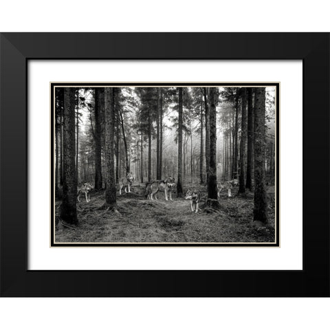 Pack of Wolves in the Woods (BW) Black Modern Wood Framed Art Print with Double Matting by Pangea Images