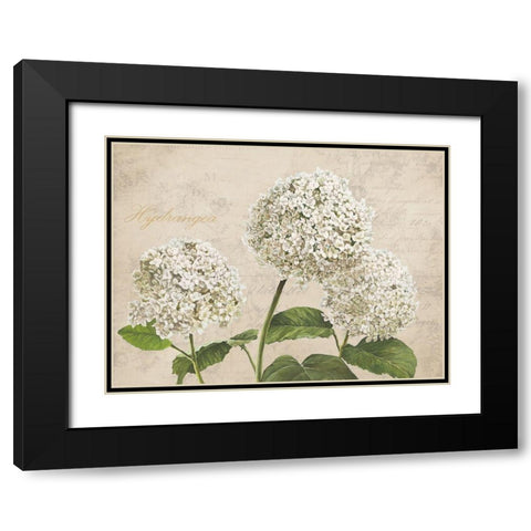 Hydrangeas I (Neutre) Black Modern Wood Framed Art Print with Double Matting by Remy, Dellal