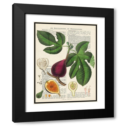 Fruits de saison, Figues Black Modern Wood Framed Art Print with Double Matting by Dellal, Remy