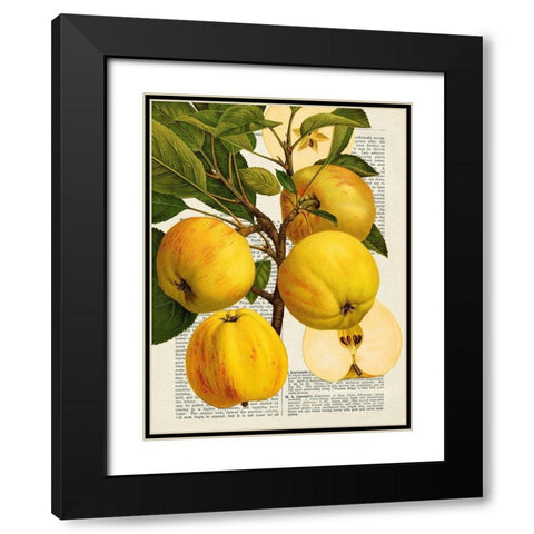 Fruits de saison, Pommes Black Modern Wood Framed Art Print with Double Matting by Dellal, Remy