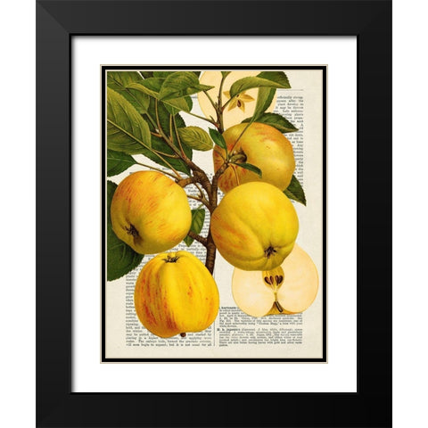 Fruits de saison, Pommes Black Modern Wood Framed Art Print with Double Matting by Dellal, Remy