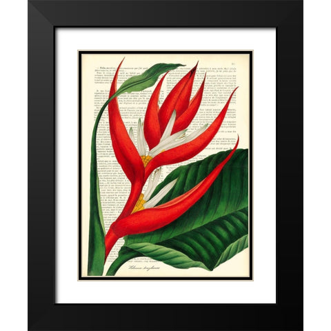 Vintage Botany I Black Modern Wood Framed Art Print with Double Matting by Dellal, Remy