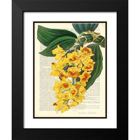 Vintage Botany III Black Modern Wood Framed Art Print with Double Matting by Dellal, Remy