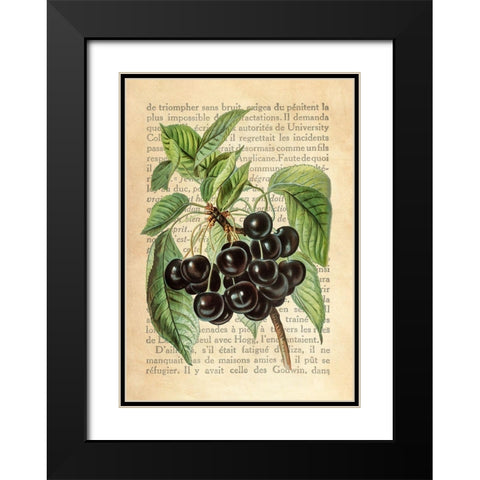 Cherries- After J. Wright Black Modern Wood Framed Art Print with Double Matting by Dellal, Remy