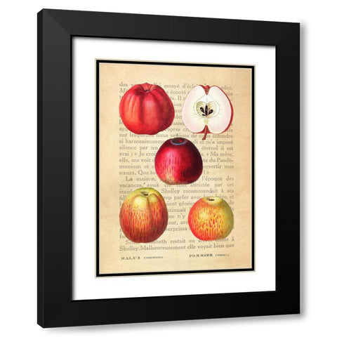 Apple- After Redoute Black Modern Wood Framed Art Print with Double Matting by Dellal, Remy