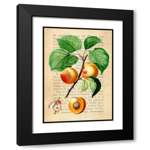 Apricot- After Redoute Black Modern Wood Framed Art Print with Double Matting by Dellal, Remy