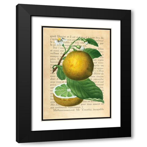 Grapefruit- After Redoute Black Modern Wood Framed Art Print with Double Matting by Dellal, Remy