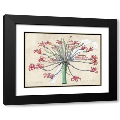 Josephines lily- After Redoute Black Modern Wood Framed Art Print with Double Matting by Dellal, Remy