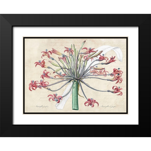 Josephines lily- After Redoute Black Modern Wood Framed Art Print with Double Matting by Dellal, Remy