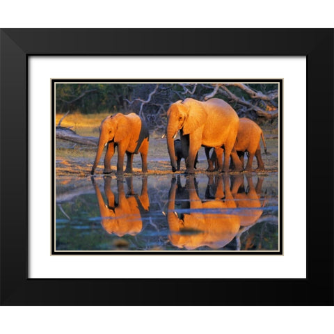 African elephants, Okavango, Botswana Black Modern Wood Framed Art Print with Double Matting by Krahmer, Frank