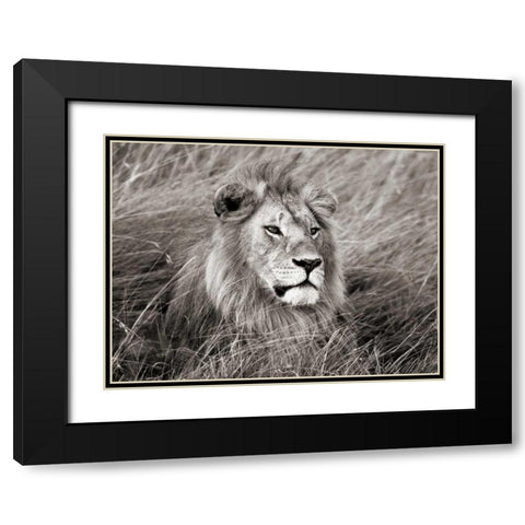 African lion, Masai Mara, Kenya Black Modern Wood Framed Art Print with Double Matting by Krahmer, Frank