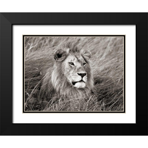 African lion, Masai Mara, Kenya Black Modern Wood Framed Art Print with Double Matting by Krahmer, Frank