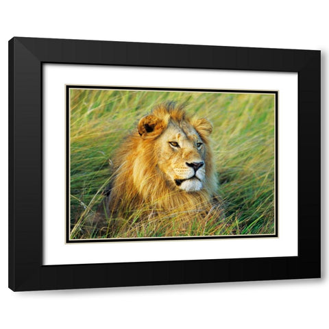 African lion, Masai Mara, Kenya Black Modern Wood Framed Art Print with Double Matting by Krahmer, Frank