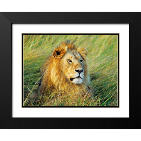 African lion, Masai Mara, Kenya Black Modern Wood Framed Art Print with Double Matting by Krahmer, Frank