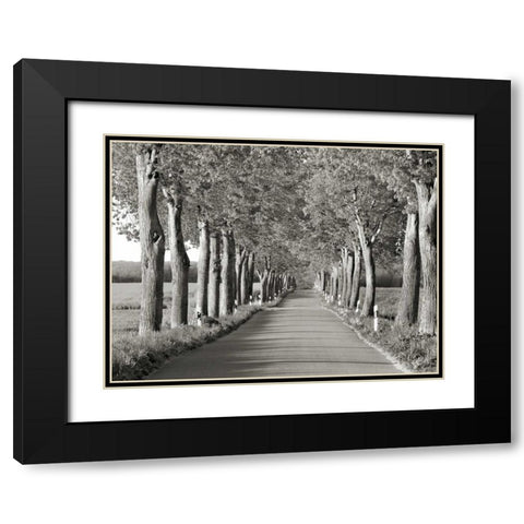 Lime tree alley, Mecklenburg Lake District, Germany Black Modern Wood Framed Art Print with Double Matting by Krahmer, Frank