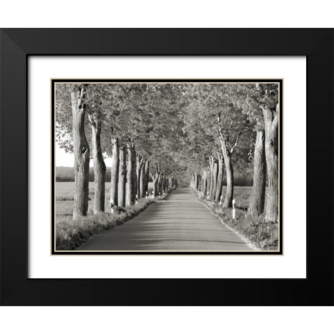 Lime tree alley, Mecklenburg Lake District, Germany Black Modern Wood Framed Art Print with Double Matting by Krahmer, Frank