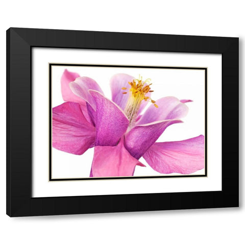 Dark columbine close-up Black Modern Wood Framed Art Print with Double Matting by Krahmer, Frank