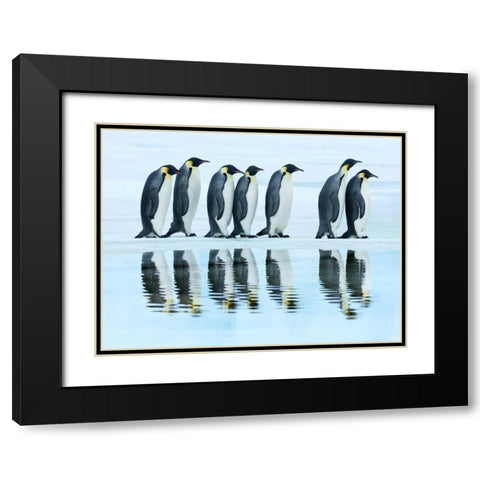 Emperor penguin group, Antarctica Black Modern Wood Framed Art Print with Double Matting by Krahmer, Frank