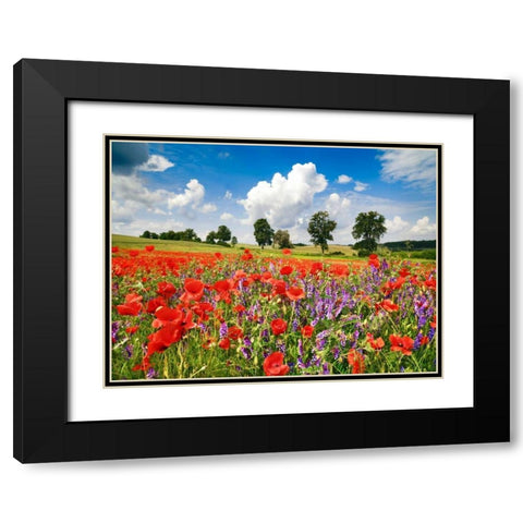Poppies and vicias in meadow, Mecklenburg Lake District, Germany Black Modern Wood Framed Art Print with Double Matting by Krahmer, Frank