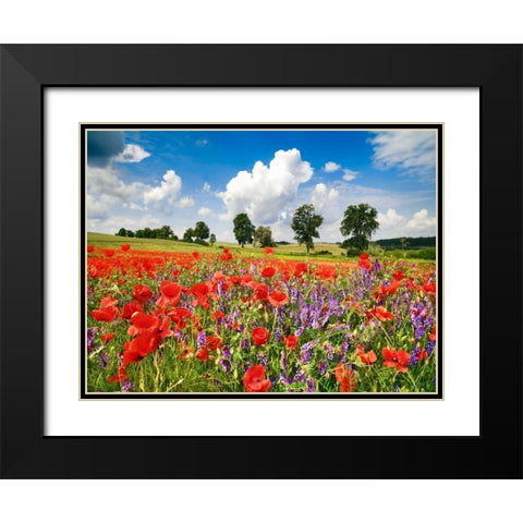 Poppies and vicias in meadow, Mecklenburg Lake District, Germany Black Modern Wood Framed Art Print with Double Matting by Krahmer, Frank