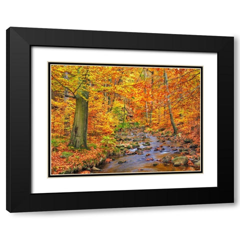 Beech forest in autumn, Ilse Valley, Germany Black Modern Wood Framed Art Print with Double Matting by Krahmer, Frank
