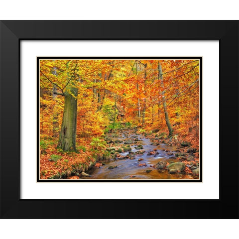 Beech forest in autumn, Ilse Valley, Germany Black Modern Wood Framed Art Print with Double Matting by Krahmer, Frank