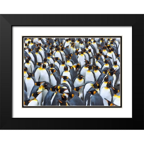 King penguin colony- Antarctica Black Modern Wood Framed Art Print with Double Matting by Krahmer, Frank