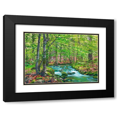 Forest brook through beech forest- Bavaria- Germany Black Modern Wood Framed Art Print with Double Matting by Krahmer, Frank