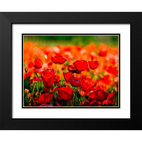 Dominante rossa Black Modern Wood Framed Art Print with Double Matting by Ferrua, Fulvio