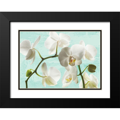 Celadon Orchids Black Modern Wood Framed Art Print with Double Matting by Jenny, Thomlinson