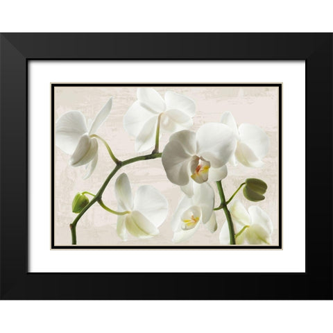 Ivory Orchids Black Modern Wood Framed Art Print with Double Matting by Jenny, Thomlinson