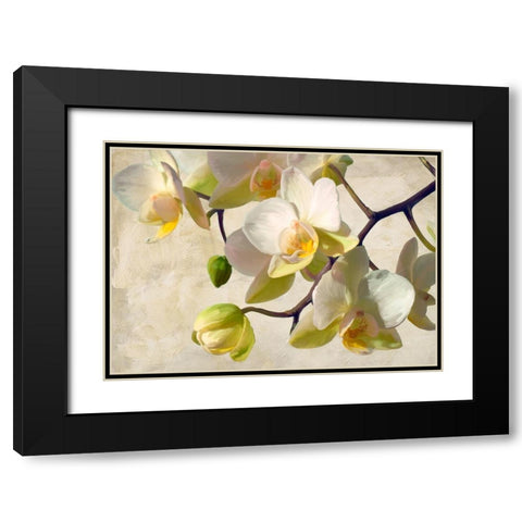 Orchid in the sun Black Modern Wood Framed Art Print with Double Matting by Villa, Luca