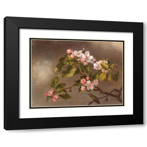 Hummingbird and Apple Blossoms  Black Modern Wood Framed Art Print with Double Matting by Heade, Martin Johnson