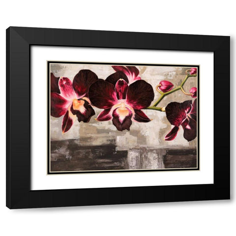Velvet Orchids Black Modern Wood Framed Art Print with Double Matting by Mills, Shin