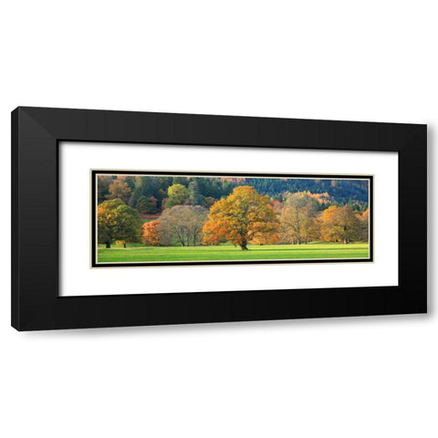 Mixed trees in autumn colour Scotland Black Modern Wood Framed Art Print with Double Matting by Anonymous